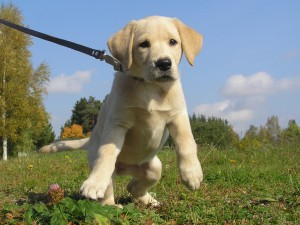 Don't let your puppy do this! Leash Train a Puppy the easy way. :)