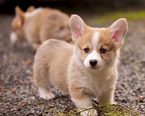 What dog should I get? Maybe a puppy!