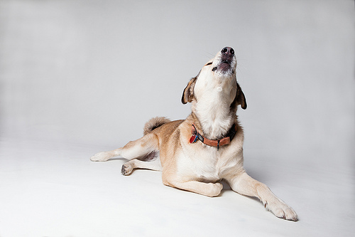 Dog anxiety is often characterized by barking, howling and whining