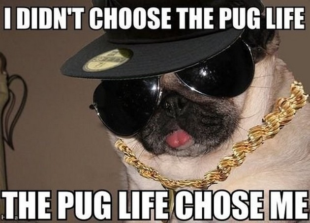 Pug Life, yo