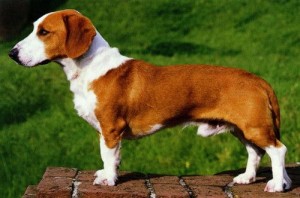 Westphalian Dachsbracke Rare Dog Breed