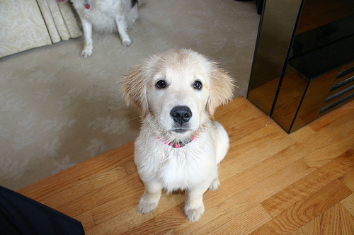 sitting dog photo