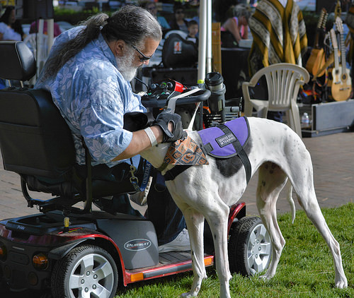 service dog photo