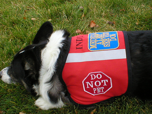 service dog vest photo