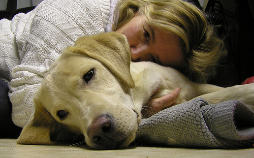emotional support dog photo