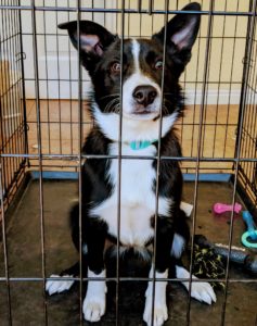 Crate Trained Puppy