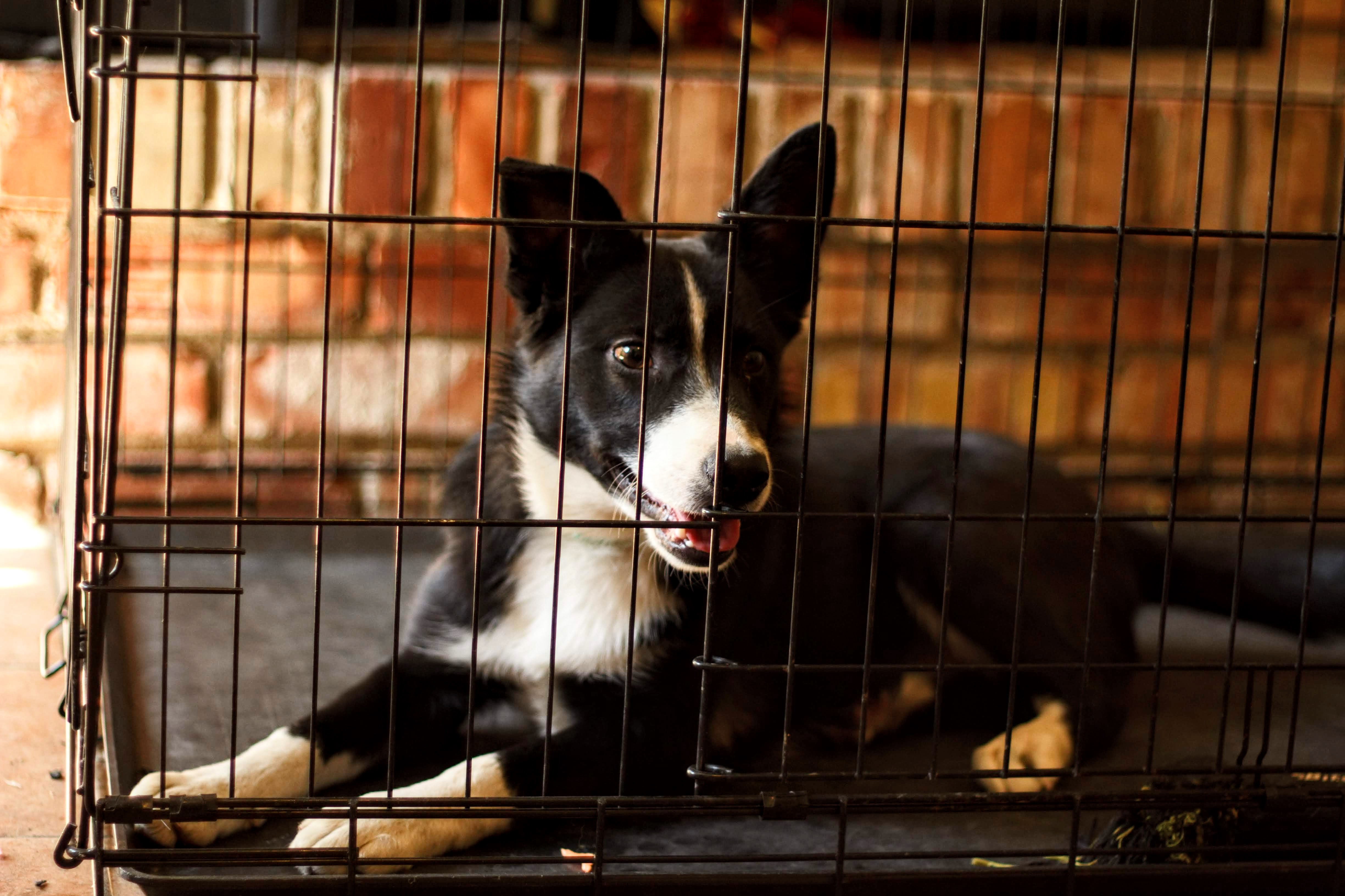 Crate Training a Puppy Using Positive Methods