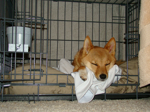 How to crate train your dog so he sleeps like this.