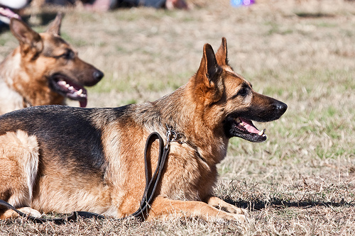 Training your german shepherd for therapy work at home